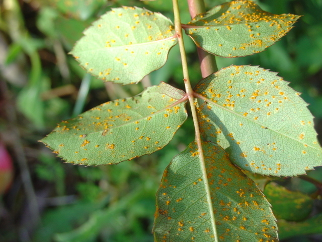 La rouille des rosiers