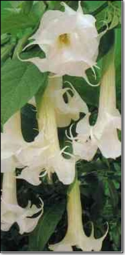 Datura ou Brugmansia