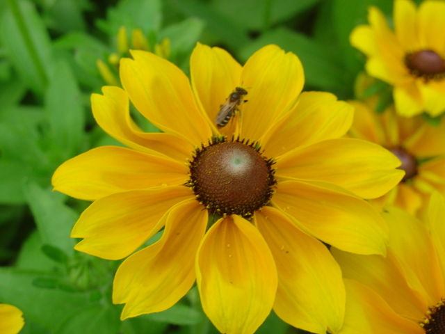 Des soleils au coeur brun: les rudbeckias