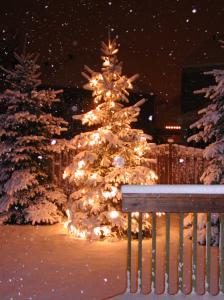 Un sapin de Noël à replanter