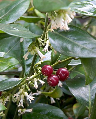 Un buis chinois: le sarcococca