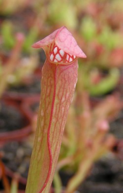 Jardin : 600 plantes carnivores, chosissisez la vôtre ! (3/3)