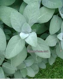 Les sauges officinales