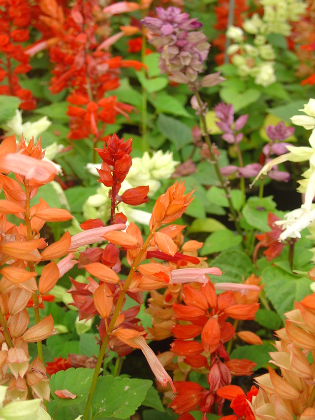 Choisissez les plus belles sauges