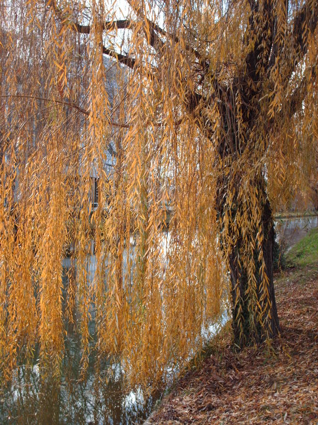 Un terrain gorgé d’eau: que planter?