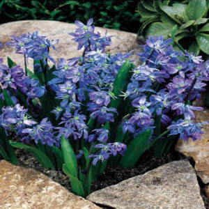 Clin d’oeil printanier, pensez aux scilles!