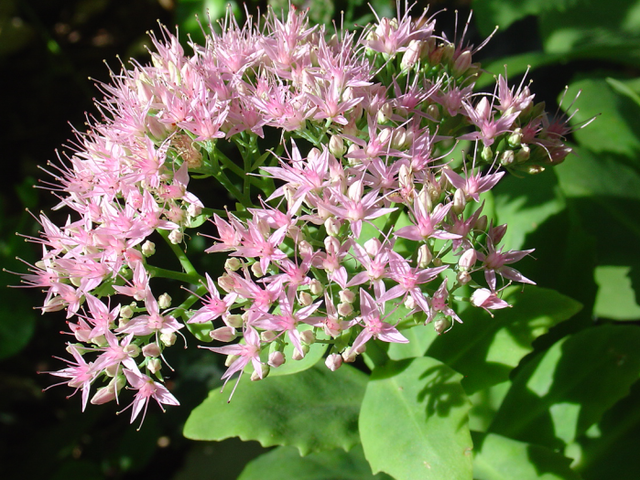 Bien accommodants sédums