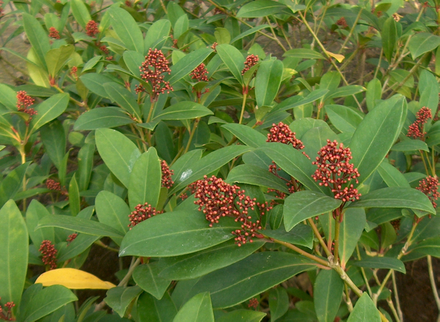 Le skimmia, un arbuste attrayant