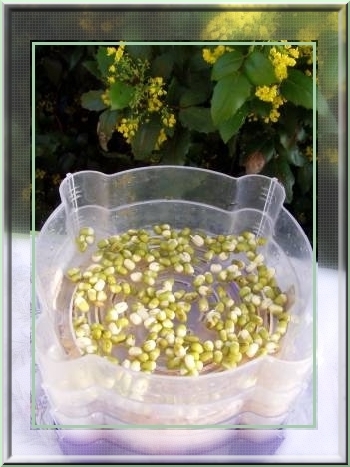 En automne, faites germer les légumes