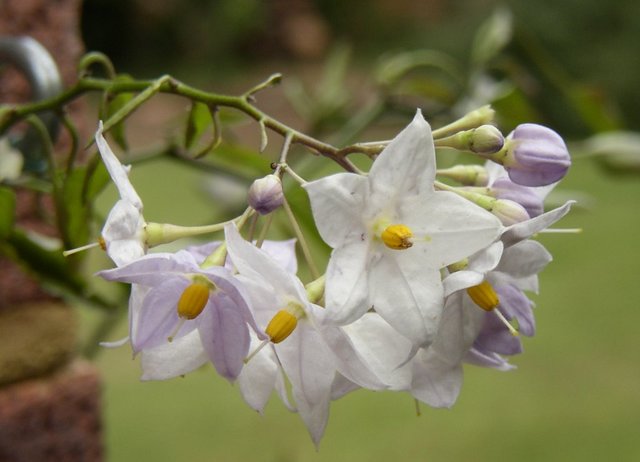 Le solanum jasminoide