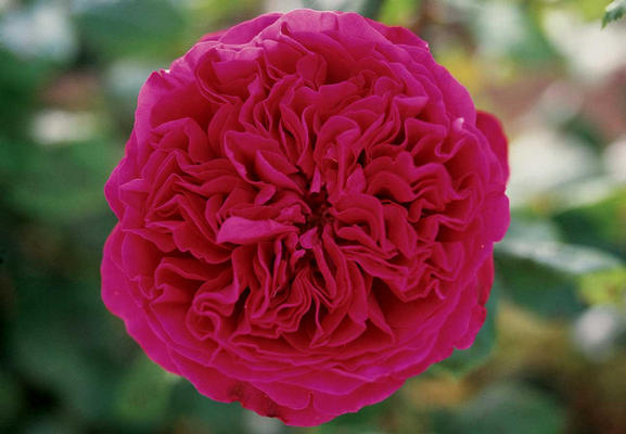 Nouveaux chez Meilland, A. Souchon et R. Goscinny