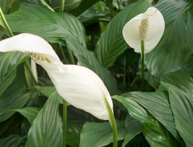 Plantes d’intérieur : quelques incidents de culture