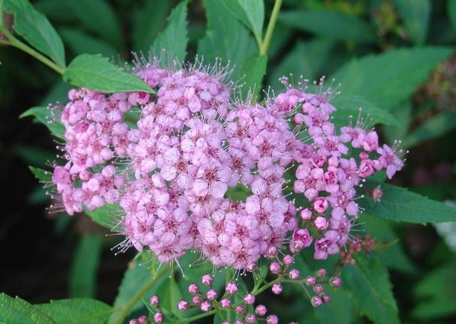Les spirées d’été: fleurs en ombelles ou en panicules