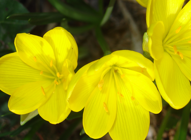Petits sternbergias pour effet maximum!