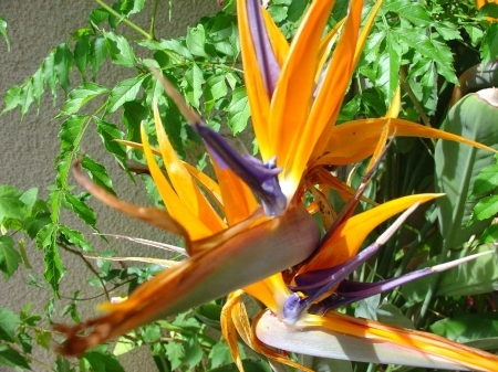 Le strelitzia reginae, une fleur en forme de tête d’oiseau