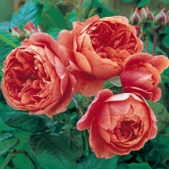 Nouvelle rose aux couleurs d’automne