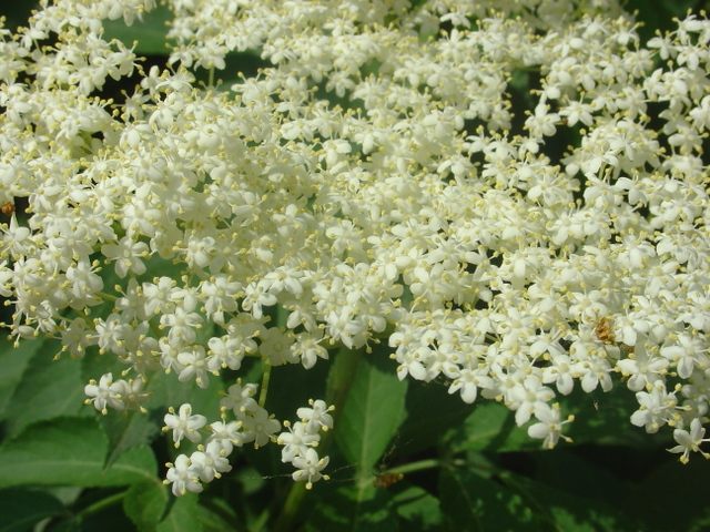 Le sureau noir, un habitué des terrains vagues