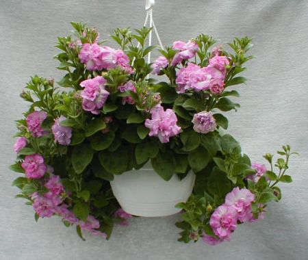 Pétunia, et « Surfinia »…