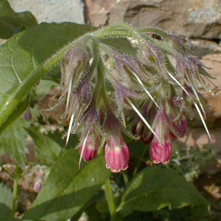 La consoude, plante « engrais »