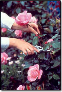 Taille des rosiers