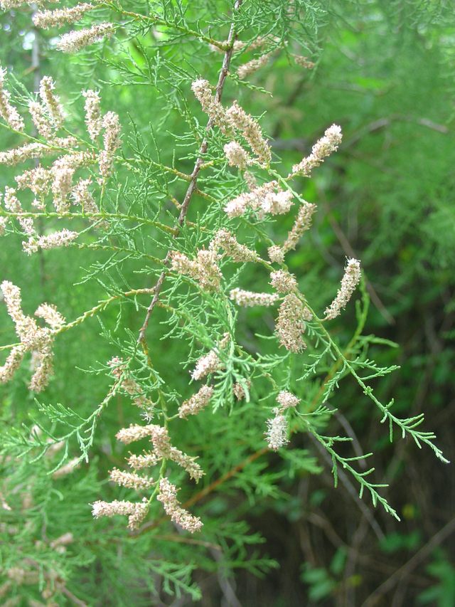 Les Tamaris, de la légèreté au jardin