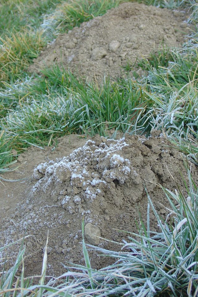 Que de taupinières!