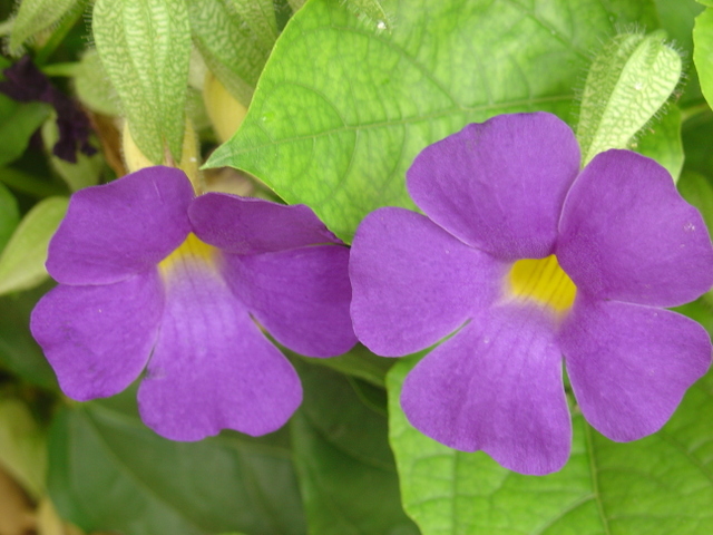 Un beau thunbergia bleu-violet à coeur jaune
