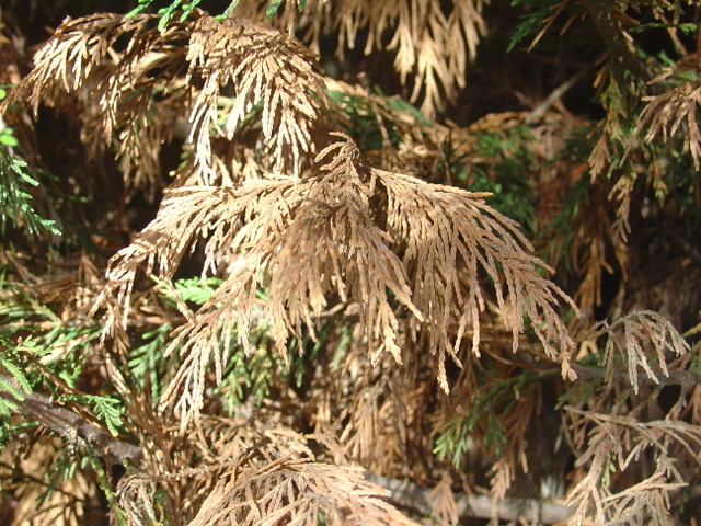 Des thuyas qui dépérissent