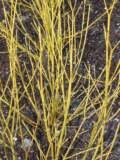 Les écorces décoratives pour égayer l’hiver