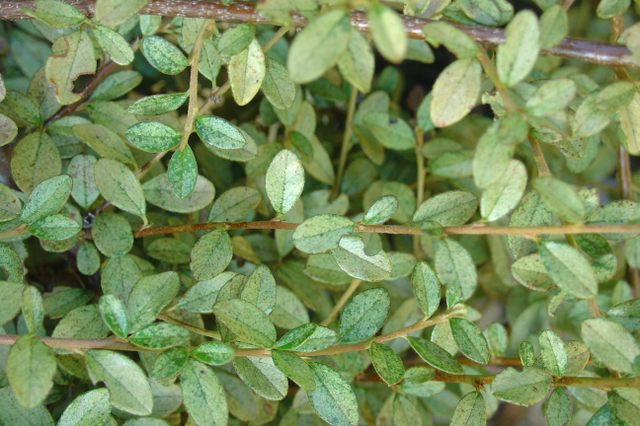 Les tigres ravageurs