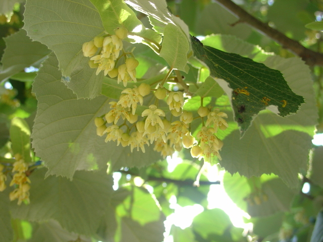 Cueillons les fleurs du tilleul