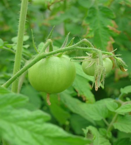 Plantez des tomates pour l’été