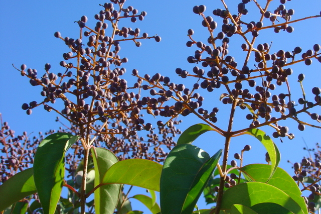 Le troene du Japon, un grand classique des jardins