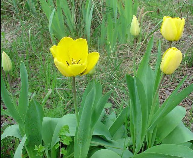 Pensons au printemps.