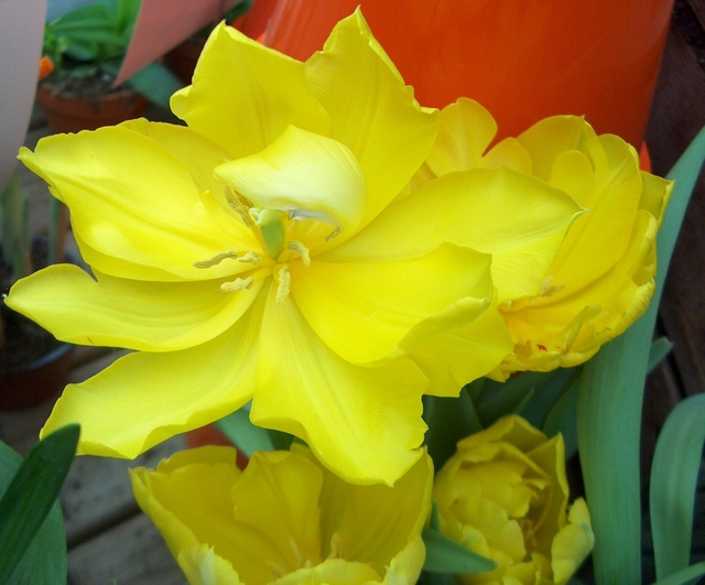 Des tulipes pour attendre les beaux jours