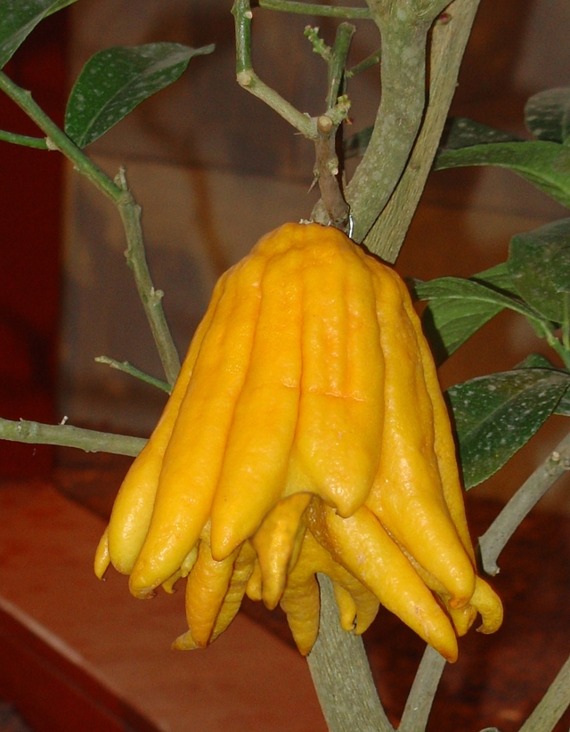 Le cedrat main de bouddha, le fruit porte-bonheur