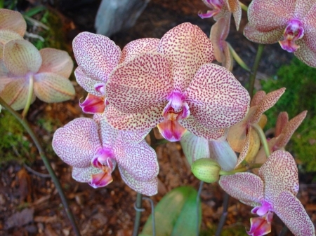 Les plantes fleuries décorent la maison