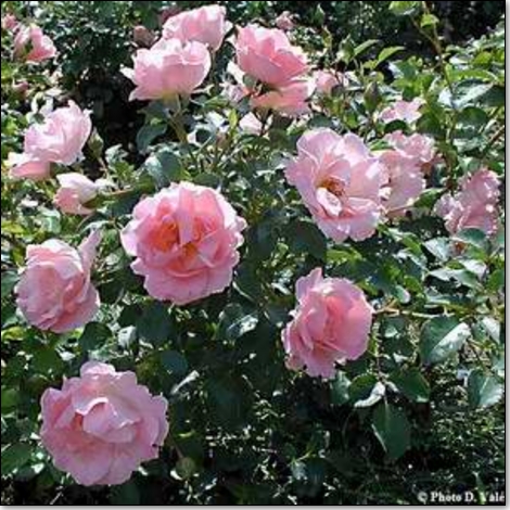 Les rosiers de paysage