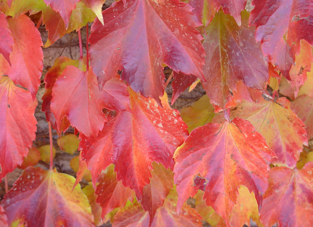 Le lierre et la vigne vierge