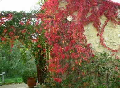 la vigne vierge à l’assaut des murs.