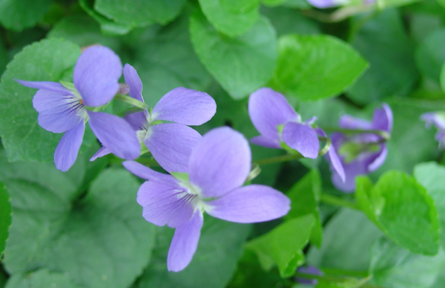 Petites violettes odorantes