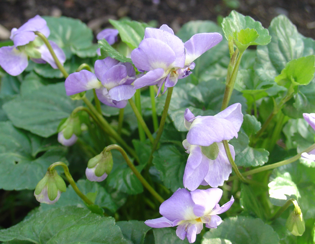 De si jolies violettes…