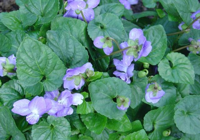 Les violettes, si modestes et tellement odorantes