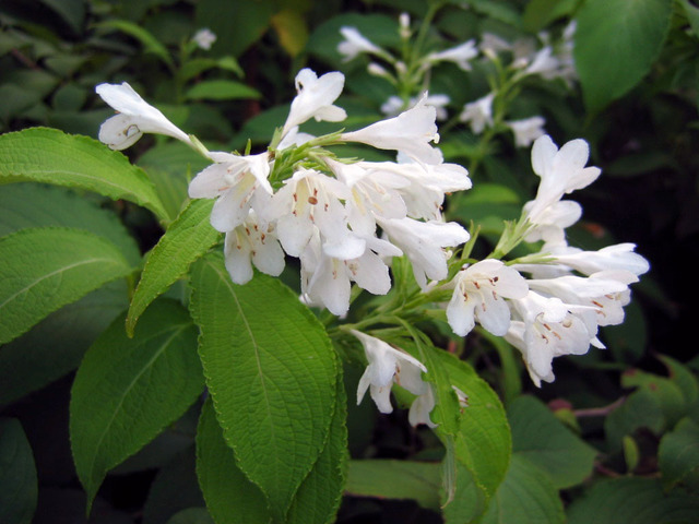 La pureté du weigélia ‘nivea’