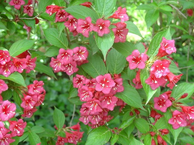 L’éclatante floraison du weigélia