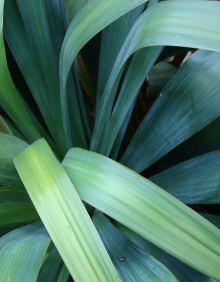Un yucca dans la maison