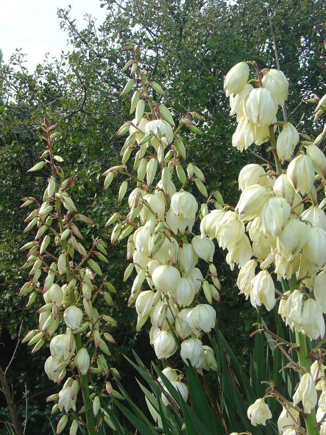 Quelques soins pour vos yuccas