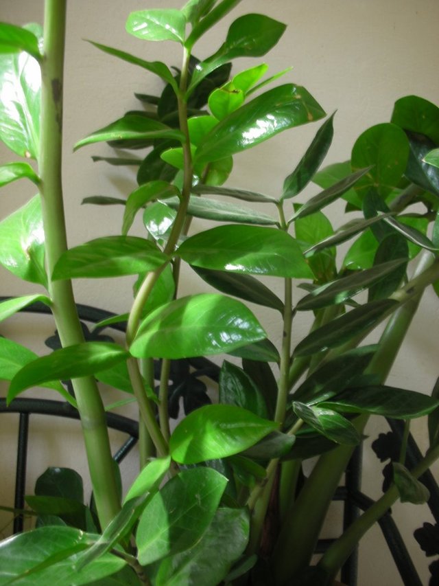 Trés tendance le zamioculcas!