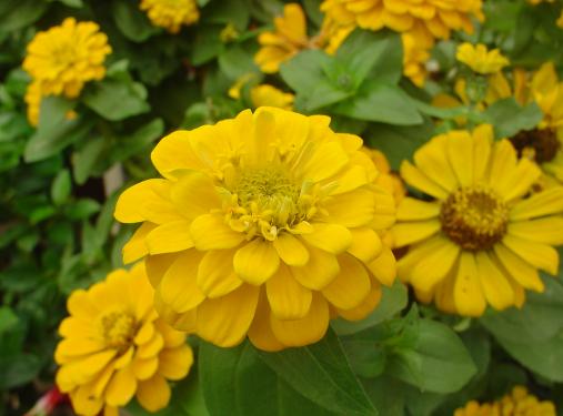 Cueillez les zinnias