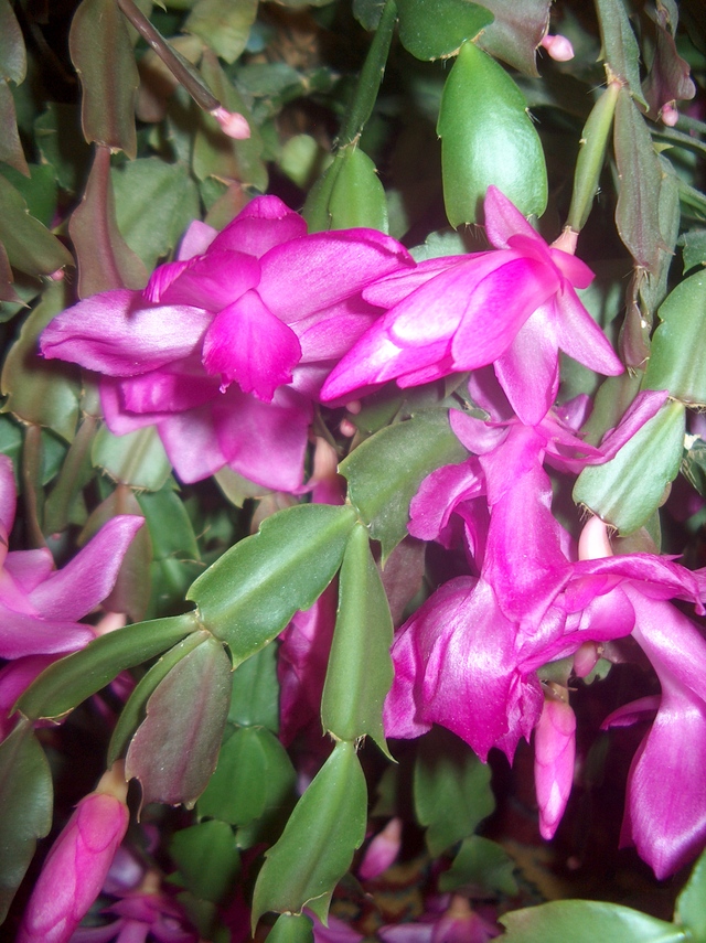 Le zygocactus ou cactus de Noël